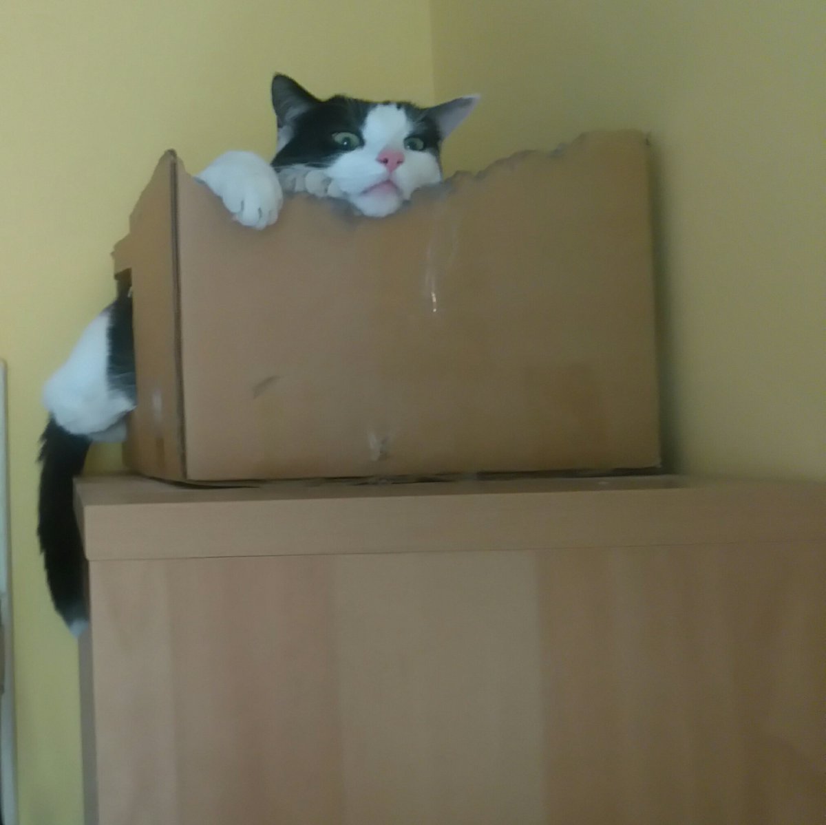 Aurelieax's tweet image. #mójkot