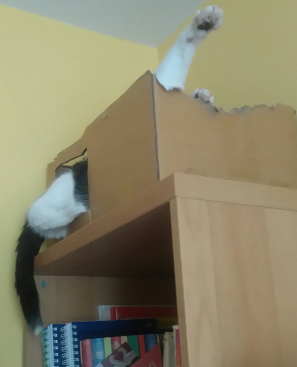 Aurelieax's tweet image. #mójkot