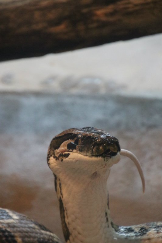 公認 王子動物園ボランティア Twitter पर 王子動物園 太陽舎 飼育の日 ビルマニシキヘビ も餌タイムで冷凍マウスを３匹 オスの にょろ蔵 素早い動きで食べていました 飼育員さんによると蛇の餌やりは日曜の開園中にしているそうです 絶対ではないの