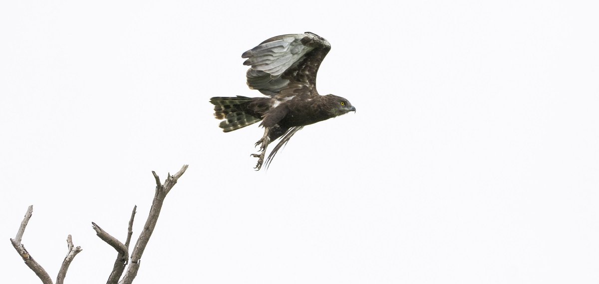 EcoTraining's tweet photo. Ready for take-off...
#wildlife #birding #nature #courseideas https://t.co/n4gxOkHmPG