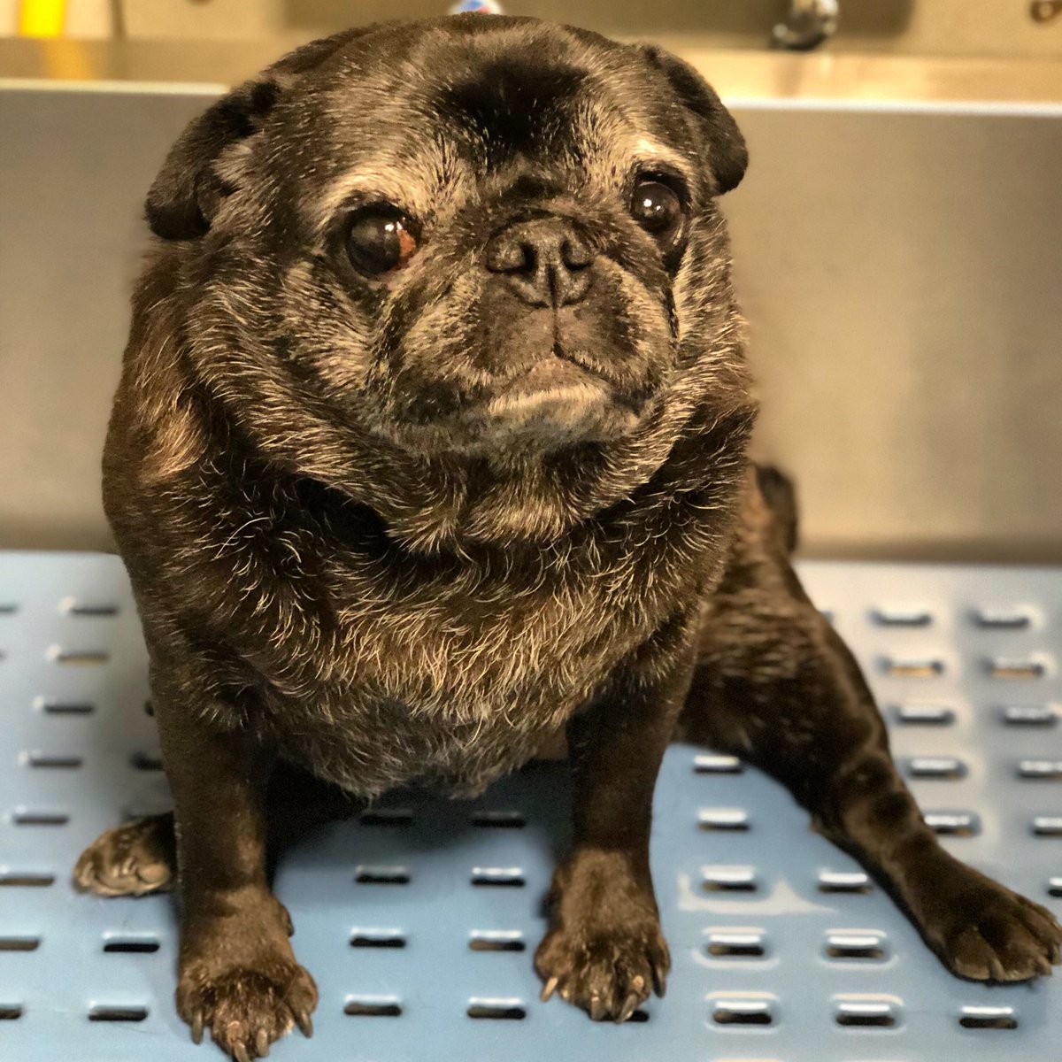 Tribeca waiting patiently for her bath 🛁 #thegroomery #thegroomerynyc #nyc #spatime #petsmartgrooming #petsmart #pugs #puglife #groomingdog #fortheloveofpets