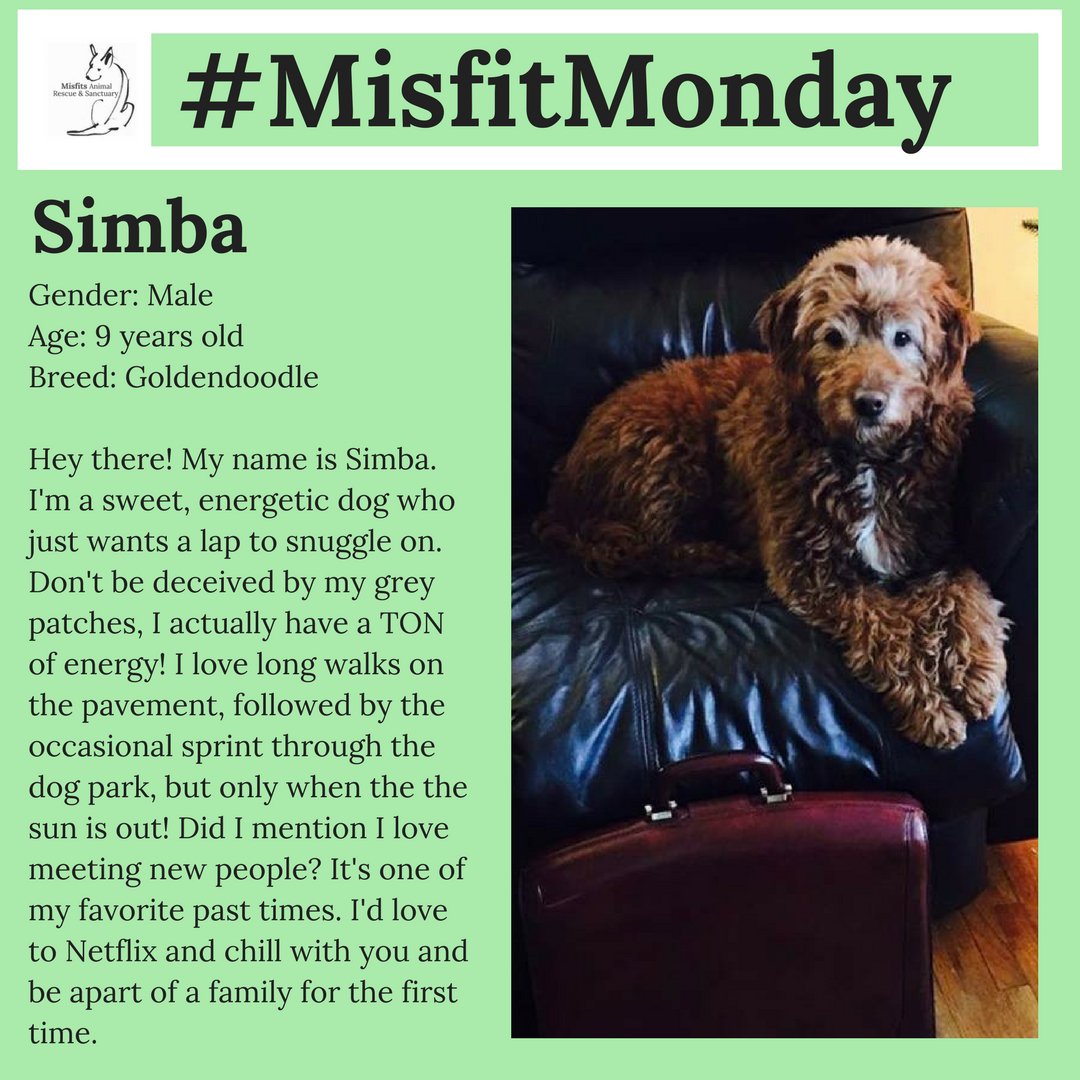 MisfitsAnimals's tweet photo. "Oh I just can't wait to be adopted!" Sang Simba. It's #MisfitMonday folks!

#MisfitMonday #Rescue

To learn more about Puddy and other adoptable Misfits visit: https://t.co/mV99u2HqHa https://t.co/oXyfkhWHzE