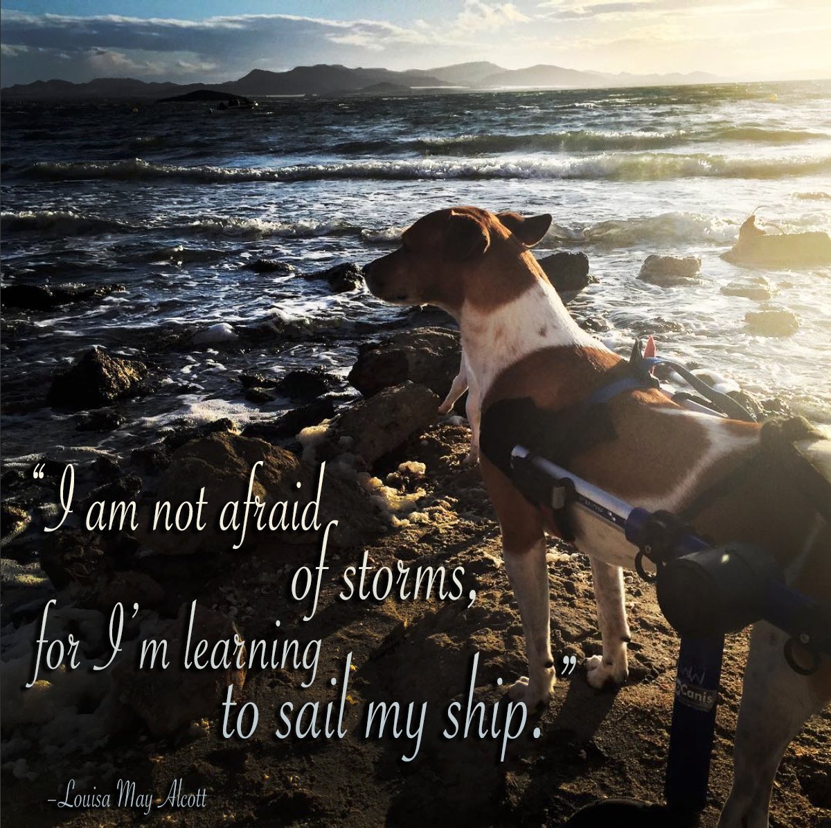 WalkinPets's tweet photo. Happy #MondayMotivaton  “I am not afraid of storms, for I’m learning to sail my ship.” ~ Louisa May Alcott
Featuring Rey, @littlepiltra https://t.co/B7Qjv53Jy9