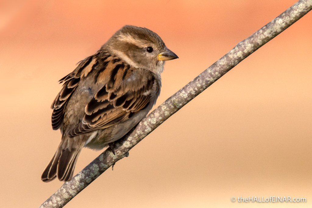 theHALLofEINAR's tweet image. New article: House Sparrows in the 1970s and House Sparrows now @Natures_Voice @Team4Nature300 #wildblogs #naturenotebooks thehallofeinar.com/2018/04/house-…