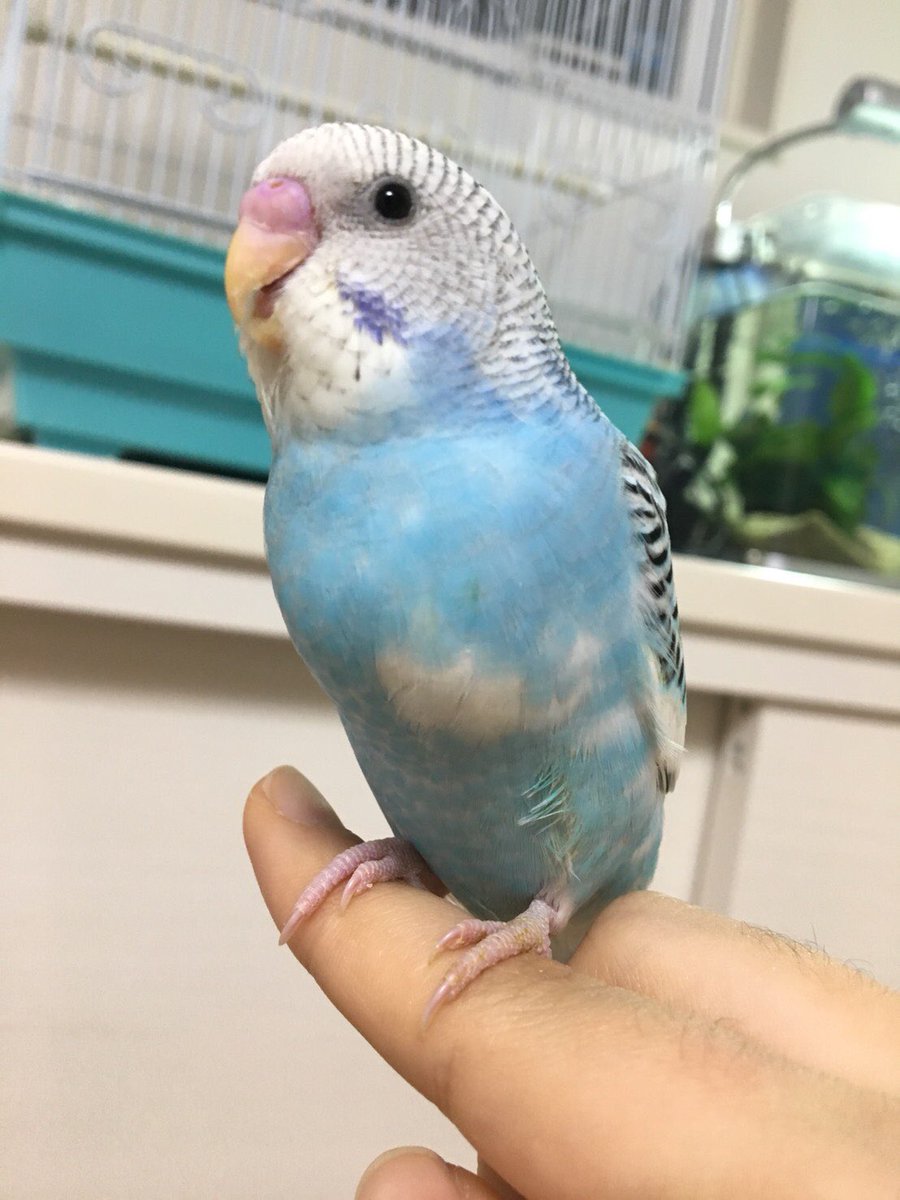 青いセキセイインコを探しています 拡散希望 4 13 金 午前10時頃 青色のセキセイインコのそらちゃんが逃げてしまいました 場所は大阪府高槻市です 3ヶ月 性別不明 羽は切っておらず 言葉は喋りません 見かけましたら ご連絡下さい よろしく