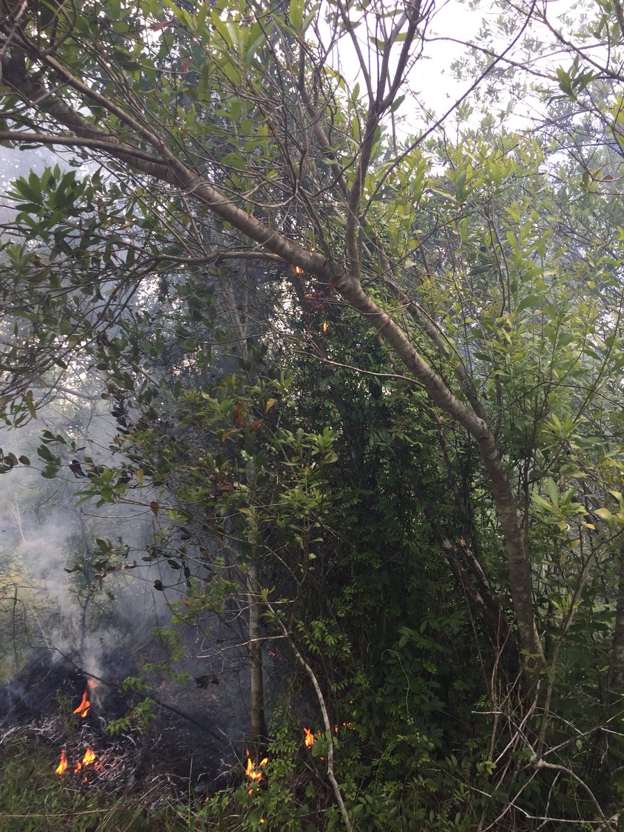 APAFR_Invasives's tweet photo. I assisted the @avonparkfire crew this weekend and saw firsthand Old World climbing fern (Lygodium microphyllum) being a ladder for fire to climb up this shrub. #invasivespecies #goodfire https://t.co/f7rZfDIgiN