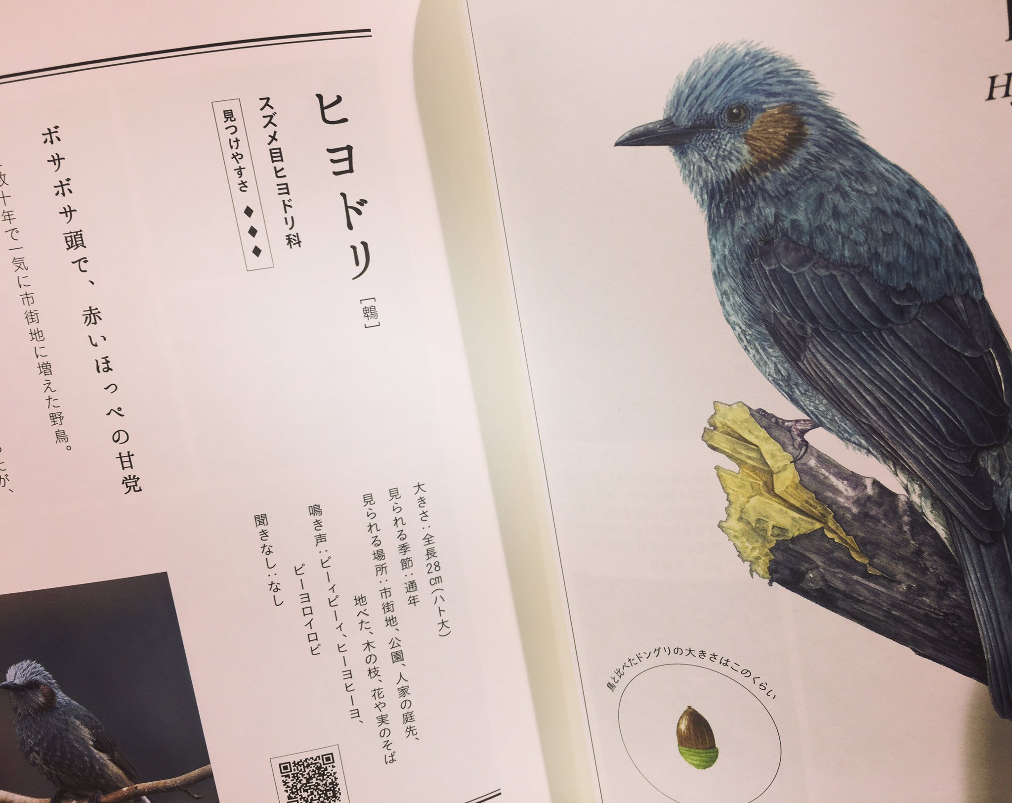 Carlova360nagoya By Libro On Twitter 子どもと一緒に覚えたい 野鳥 の名前 マイルスタッフ 入荷しています 身近な野鳥の名前 特徴 居場所 間違えやすい野鳥 などを丁寧に紹介する 鳥初心者さんにもおすすめしたい鳥図鑑 ボサボサ頭で赤いほっぺ など