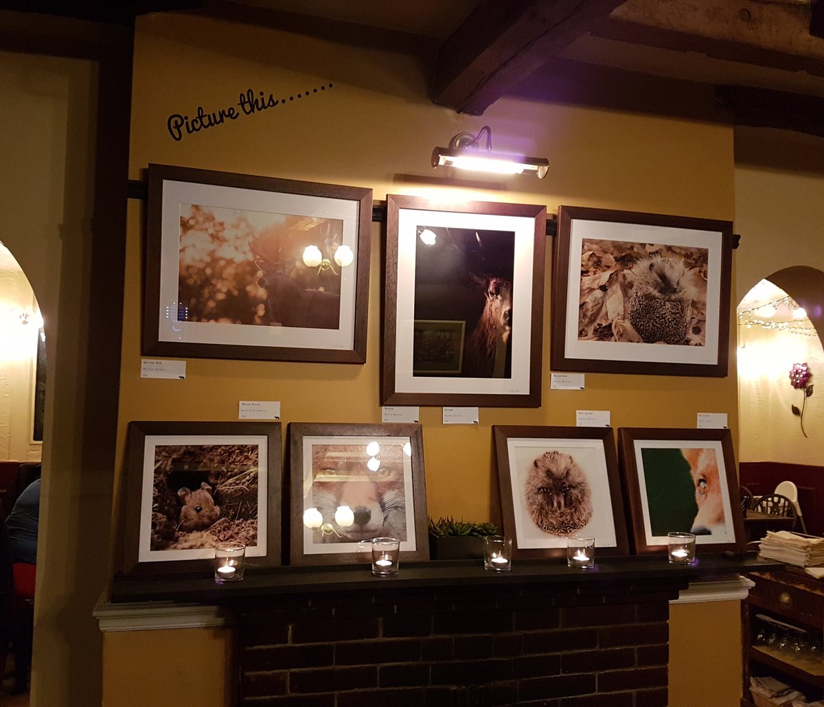 AlannahHawker's tweet photo. For the next month you can also find my work at the @DiamondPubOxted. So why not pop in and have a look with a nice drink! 
#wildlife #photography #wildlifephotography #Local #supportlocal #nature #fox #deer #hedgehog #mouse https://t.co/9UMIxVjgIb