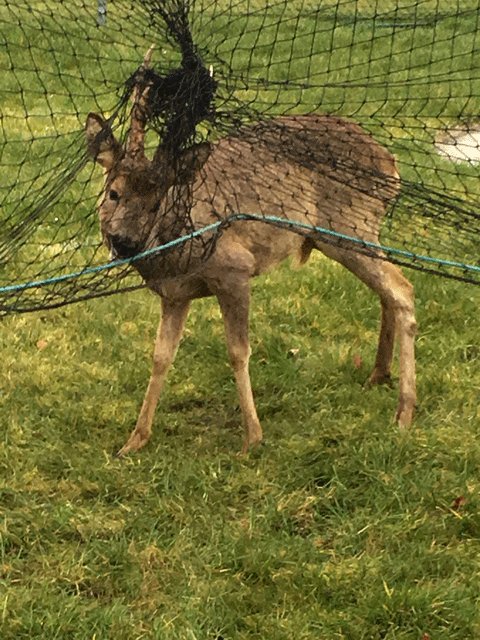This story has a happy ending for the deer, who was freed, but unhappy for the discus cage which now has a large hole cut into it by <a href="/StSwithunsHead/">Jane Gandee</a>! #StSwithunsCompassion