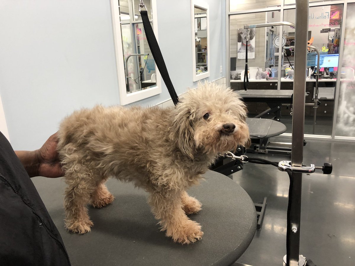 Dill 🐾 Stylist: David M #2702 #longisland #extrememakeover #northeastgrooming @LauraG_DAT