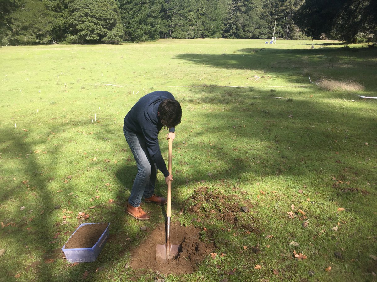 K_BoumaGregson's tweet image. Sampling soil at #UCNRS Angelo Reserve with @acritschristoph and @Patricktwestt. Patrick is excited about a soil eukaryote he found! @BanfieldLab