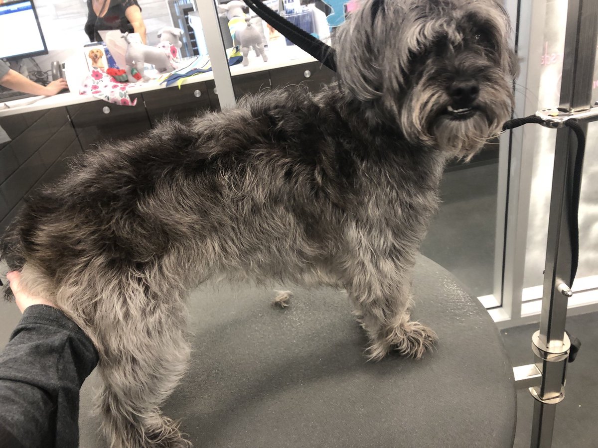Sprinkles 🐾 Stylist: Amanda #northeastgrooming #extrememakeover #longisland #2702 @LauraG_DAT
