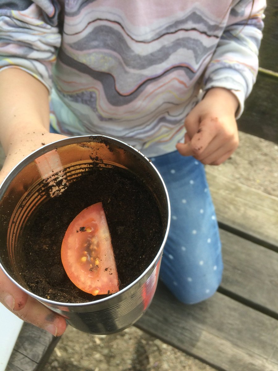 silverkula123's tweet photo. Vår årliga tomatplantering i samarbete med Spåkulan @stenkulaskolan #stenkulaskolan https://t.co/qvqjEj91Sy