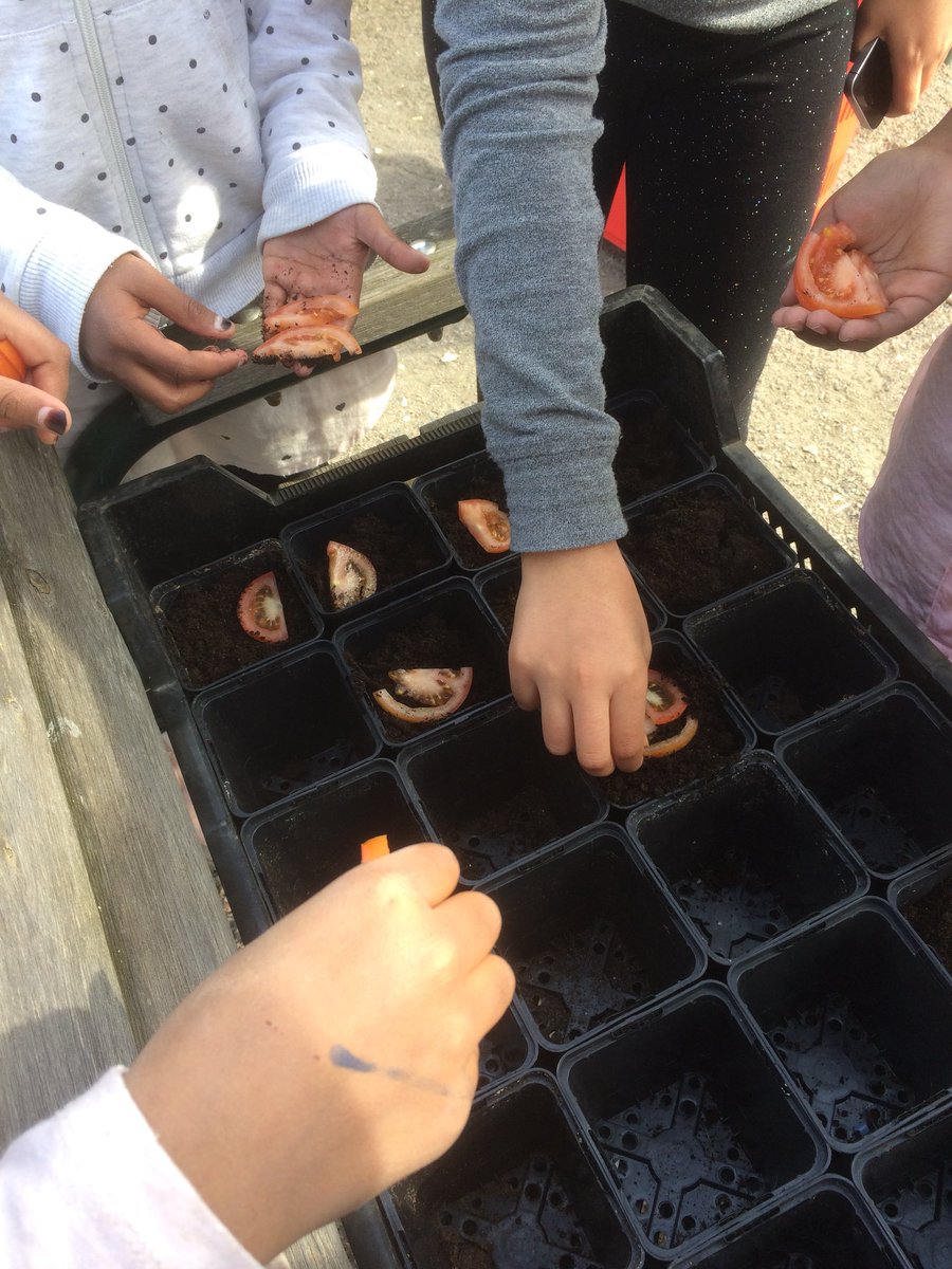 silverkula123's tweet photo. Vår årliga tomatplantering i samarbete med Spåkulan @stenkulaskolan #stenkulaskolan https://t.co/qvqjEj91Sy