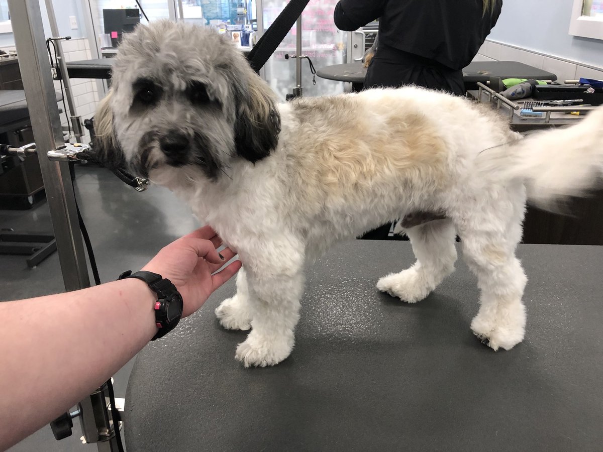 Prancer🐾 Stylist: Maggie #northeastgrooming #extrememakeover #longisland #2702 @LauraG_DAT