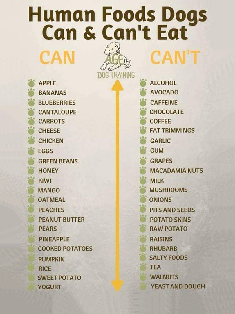 Absolute Pets tweet media