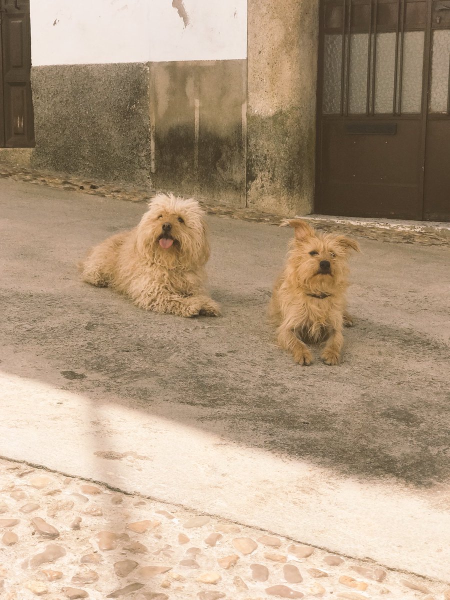 SorayaArnelas's tweet photo. Como en el pueblo,en ningún lado... 
salir a la calle sin que haya peligro,los perros felices y nosotros felices 
Esto es Valencia de Alcàntara!
😉🧡 https://t.co/NTX5Gpllti