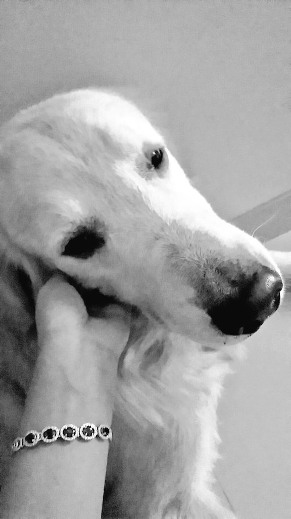 and also, coming home to this. knowing that this lil baby is waiting for me to come home &amp; pet him 😌