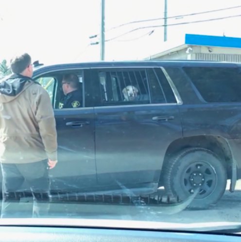 BREAKING: В Канаде местного собакена арестовали за то, что он погнался за оленем. Олень в итоге убежал, а пса приняли копы. Держись там, Финн buzzfeed.com/krishrach/this…