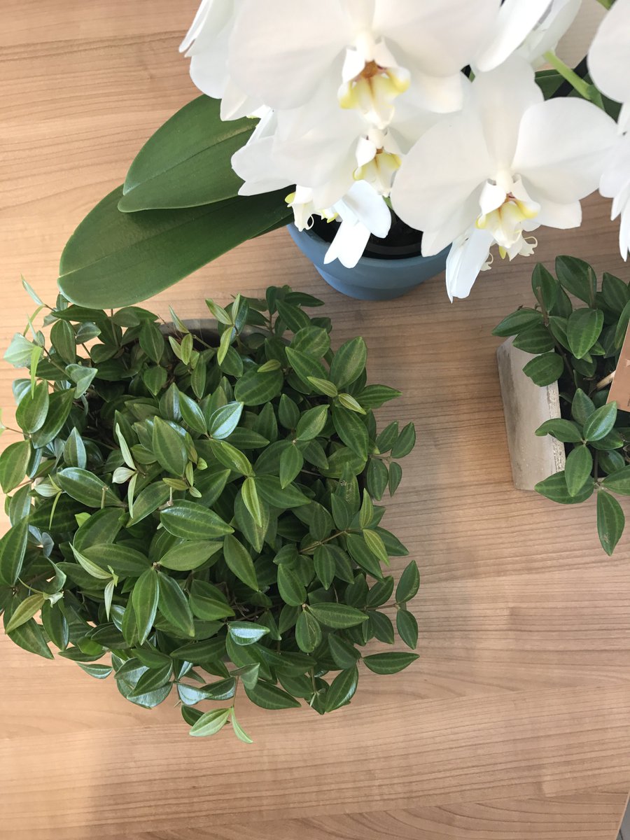 Pullposition's tweet photo. Of we van orchideeën houden? We don't like it, we love it! Wij weten wel hoe we ons kantoor kunnen aankleden met deze beauties. Kijk maar eens rond... #pullposition https://t.co/7hj3yGrETB