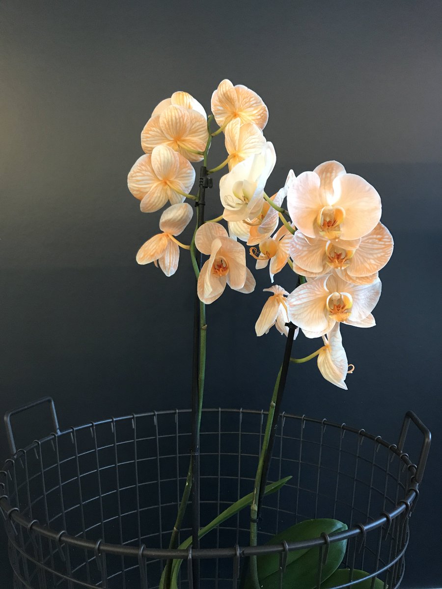 Pullposition's tweet photo. Of we van orchideeën houden? We don't like it, we love it! Wij weten wel hoe we ons kantoor kunnen aankleden met deze beauties. Kijk maar eens rond... #pullposition https://t.co/7hj3yGrETB
