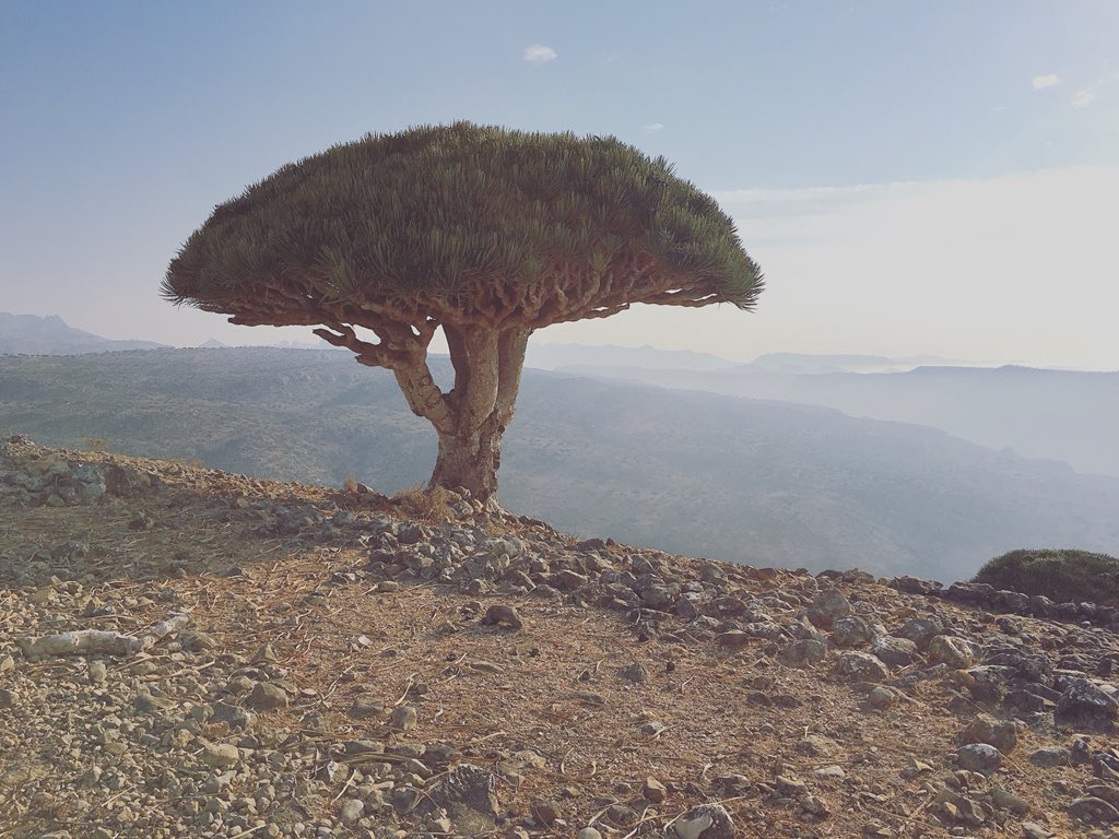 Ella Al Shamahi The Dragons Blood Tree It Bleeds Red Its Resin Is Used As A Dye A Cosmetic A Medicine This Species Exists Here And Nowhere Else On Earth But