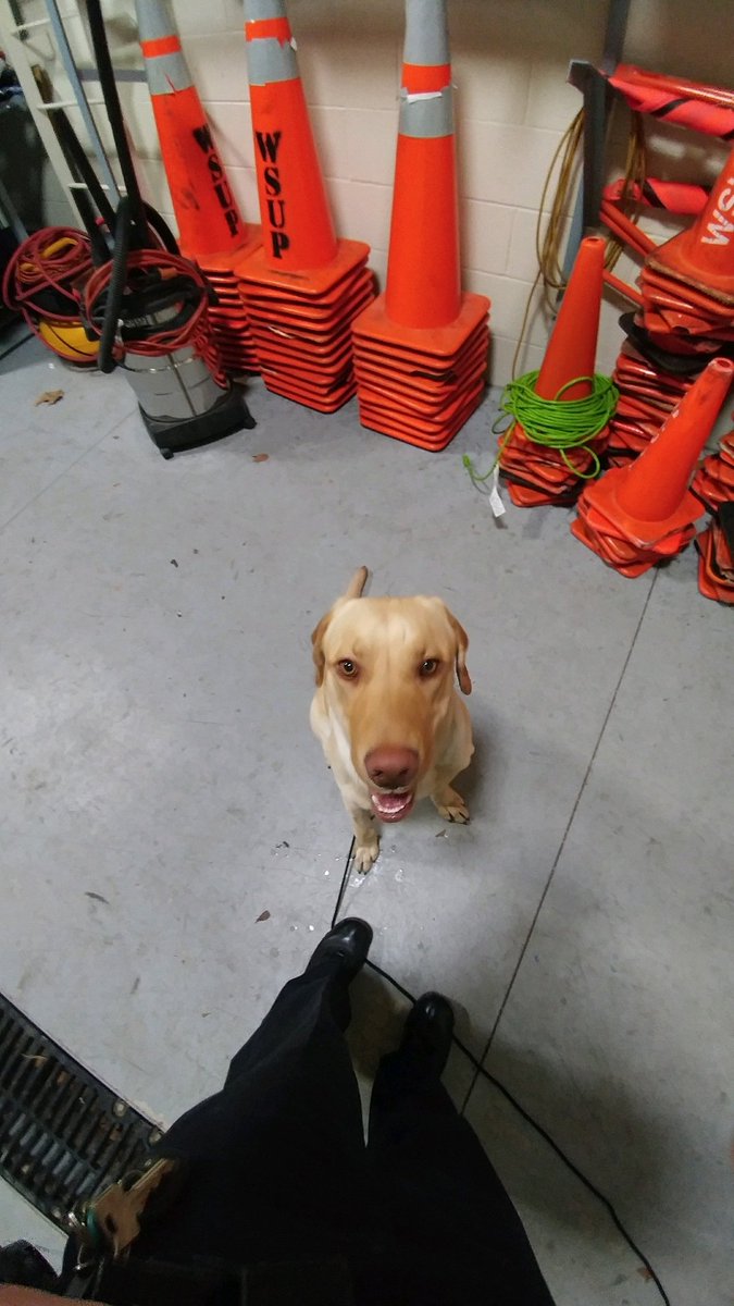 WeberStatePD's tweet photo. Just found this good pup on campus! If anyone knows where his lost humans are, contact WSUPD. Ogden City Animal Services is on there way to pick him up. https://t.co/qUHgbQoMKp