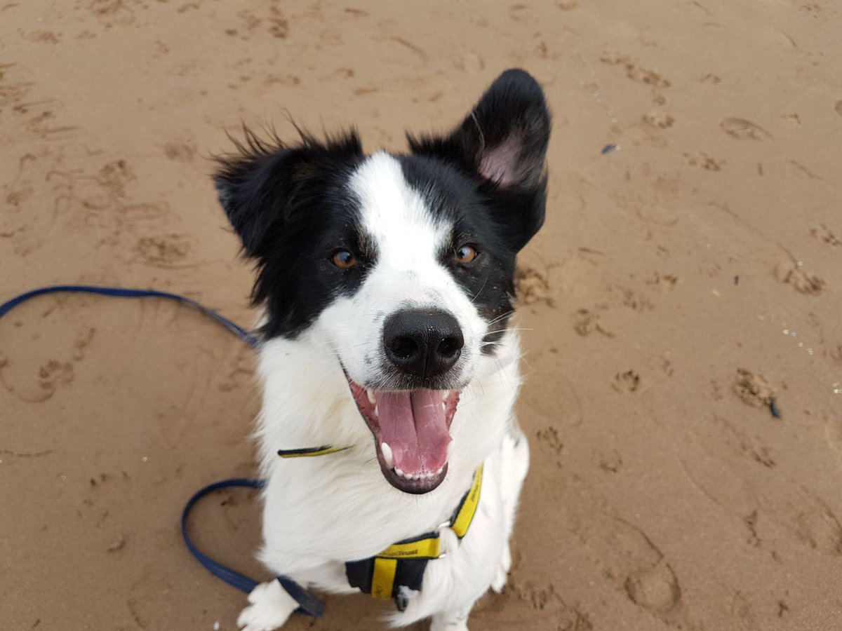 DT_Ilfracombe's tweet photo. Beach day! Buddy loves the beach. He had such a good time! #Woolacombebeach He is searching for a home @DT_Ilfracombe #Sprollie @DogsTrust Find out more about Buddy here... https://t.co/ankVsuzFGP #Rescuesrock #Adoptdontshop #Adogisforlife https://t.co/FQnntpt4jn