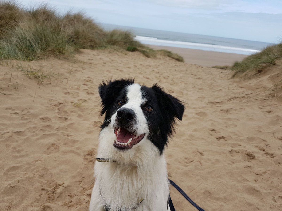DT_Ilfracombe's tweet photo. Beach day! Buddy loves the beach. He had such a good time! #Woolacombebeach He is searching for a home @DT_Ilfracombe #Sprollie @DogsTrust Find out more about Buddy here... https://t.co/ankVsuzFGP #Rescuesrock #Adoptdontshop #Adogisforlife https://t.co/FQnntpt4jn