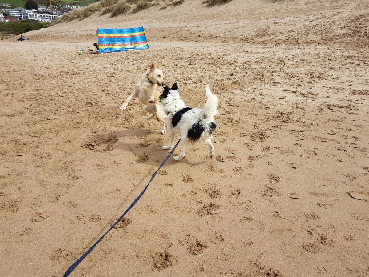 DT_Ilfracombe's tweet photo. Beach day! Buddy loves the beach. He had such a good time! #Woolacombebeach He is searching for a home @DT_Ilfracombe #Sprollie @DogsTrust Find out more about Buddy here... https://t.co/ankVsuzFGP #Rescuesrock #Adoptdontshop #Adogisforlife https://t.co/FQnntpt4jn