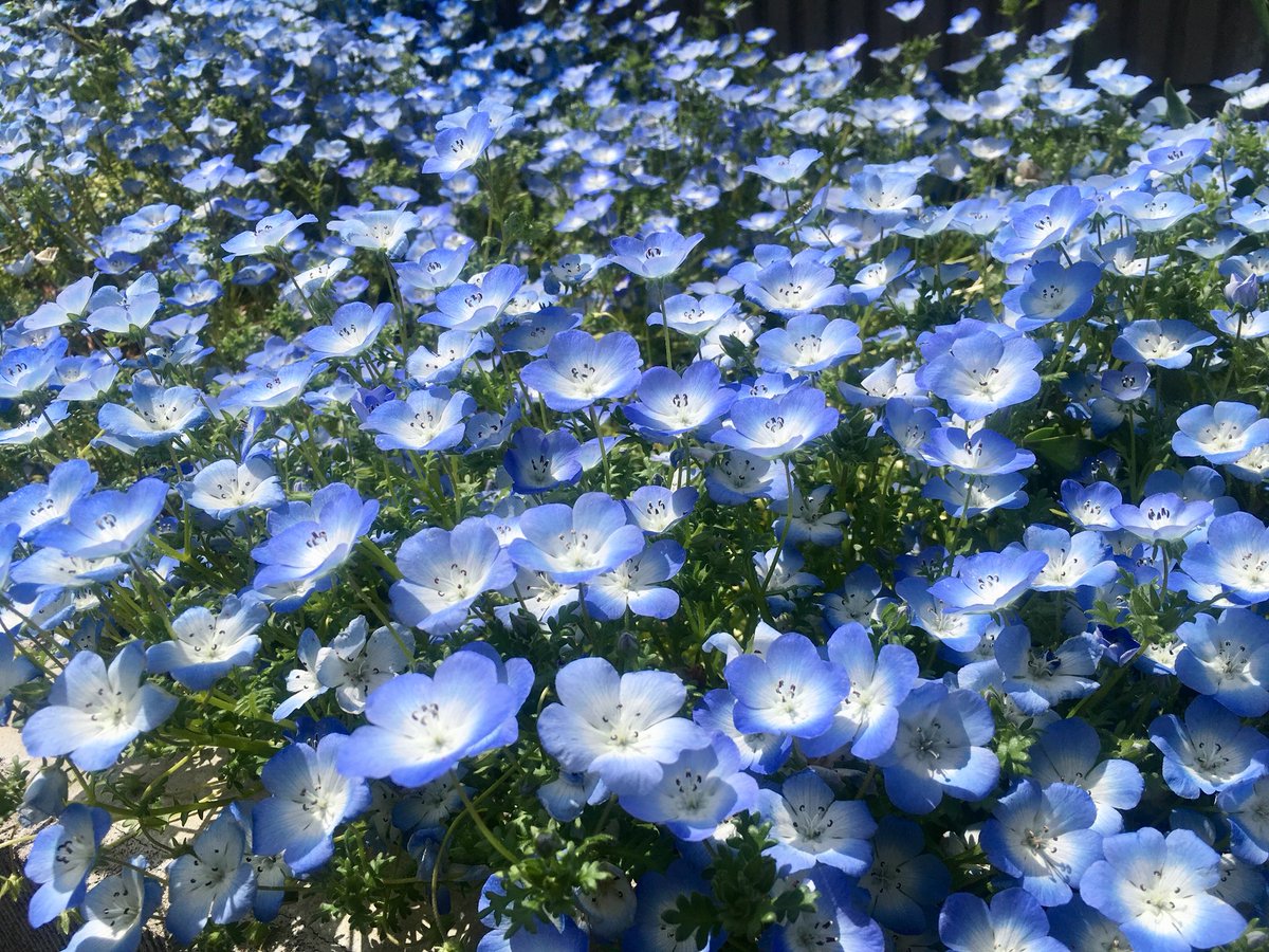 しまりすふぁ む 花壇のネモフィラも満開 色違いも咲きました しまりすふぁ む 花壇のネモフィラも満開 色違いも咲きました