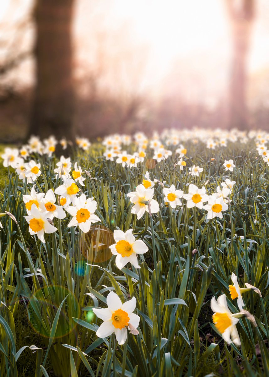 Mark Tidridge (TheJediTid) Twitter