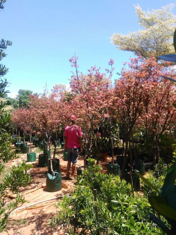 Pohon Maple America atau ACER RUBRUM geraitanamanhias.com/pohon-maple-am…