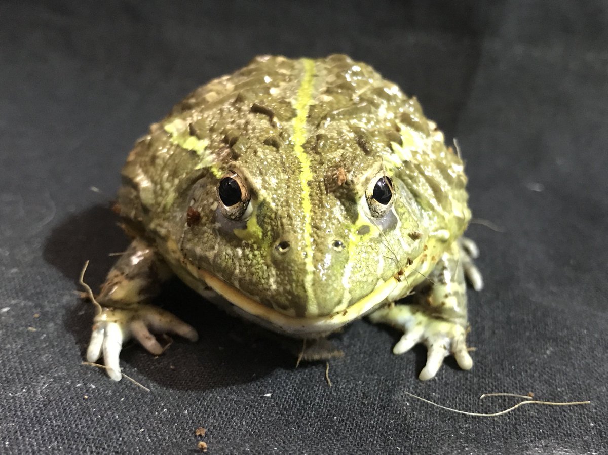 Take アクアマイティー エアロファイト アフリカウシガエル チョイ育ってるサイズです 販売価格 5 500 税別 T Co 97yl8fjbrf アフリカウシガエル 両生類 爬虫類 アクアマイティー Take アクアマイティー エアロファイト アフリカウシガエル チョイ育ってるサイズです 販売価格 5 500 税別 T Co 97yl8fjbrf アフリカウシガエル 両生類 爬虫類 アクアマイティー