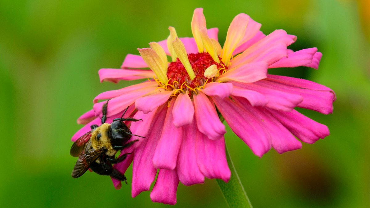 TheOnion's tweet photo. Flower Freaking Out After Realizing There’s A Bee On It https://t.co/zBDzYxI34n https://t.co/tHp5bS6cgO