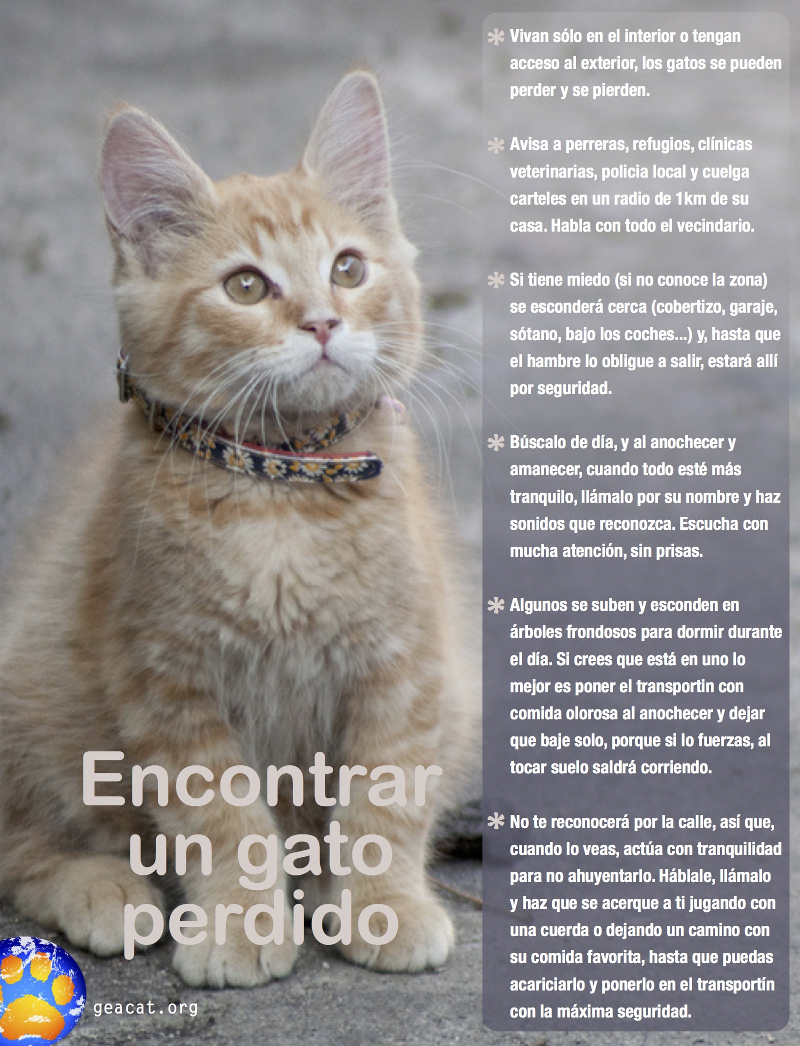 Janice Intervenir Berenjena GEA on Twitter: "🚨 Encontrar un gato perdido 🚨 🐱#Gatos  https://t.co/vYhibLZwGm" / Twitter