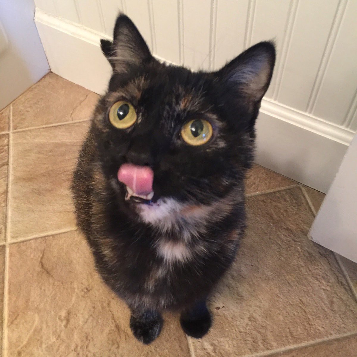 ChucksLitterBox's tweet image. Twitch says Yumm!! #yumm #cat #catlover #lick #funny #lol #follow4follow #chuckslitterbox