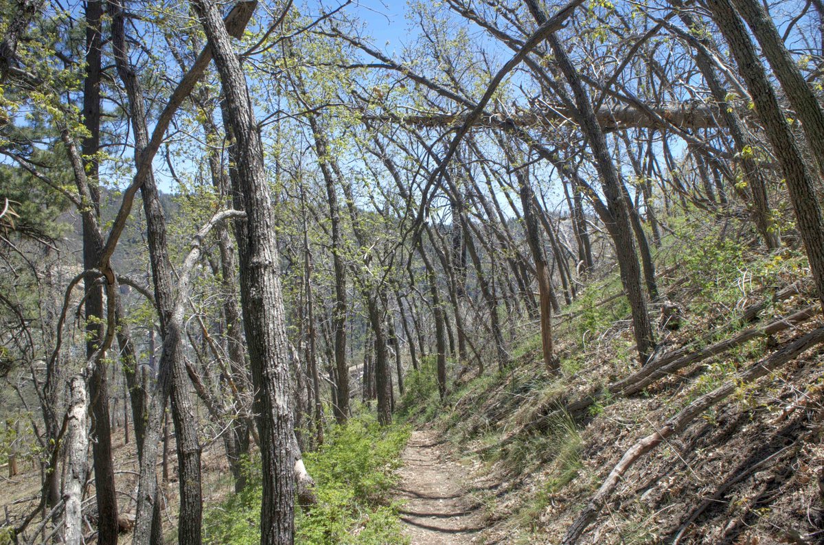 NationalForests's tweet photo. We need more photos for our Instagram! Submit your National Forest here and we may share it! https://t.co/5WjYD3LeQ7 https://t.co/IZDVtAUxlJ
