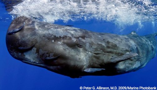 OurOcean's tweet photo. A trashy way to go. Young sperm whale found dead with 64 pounds of plastic in its stomach. https://t.co/gvC6B1Fy5h via @tesskrasne https://t.co/ZelUYuUfSs