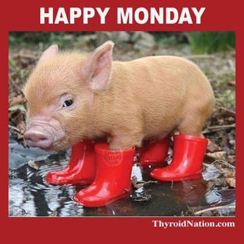 grandriverjump's tweet photo. This little piggy sums it up beautifully doesn't he? Stay safe and dry out there this week! https://t.co/5xdlsHxwne