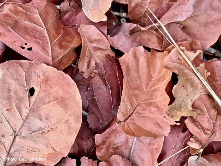 creativityworkshop.com
"Life does not consist mainly, or even largely, of facts and happenings. It consists mainly of the storm of thoughts that is forever blowing through one's head." Mark Twain