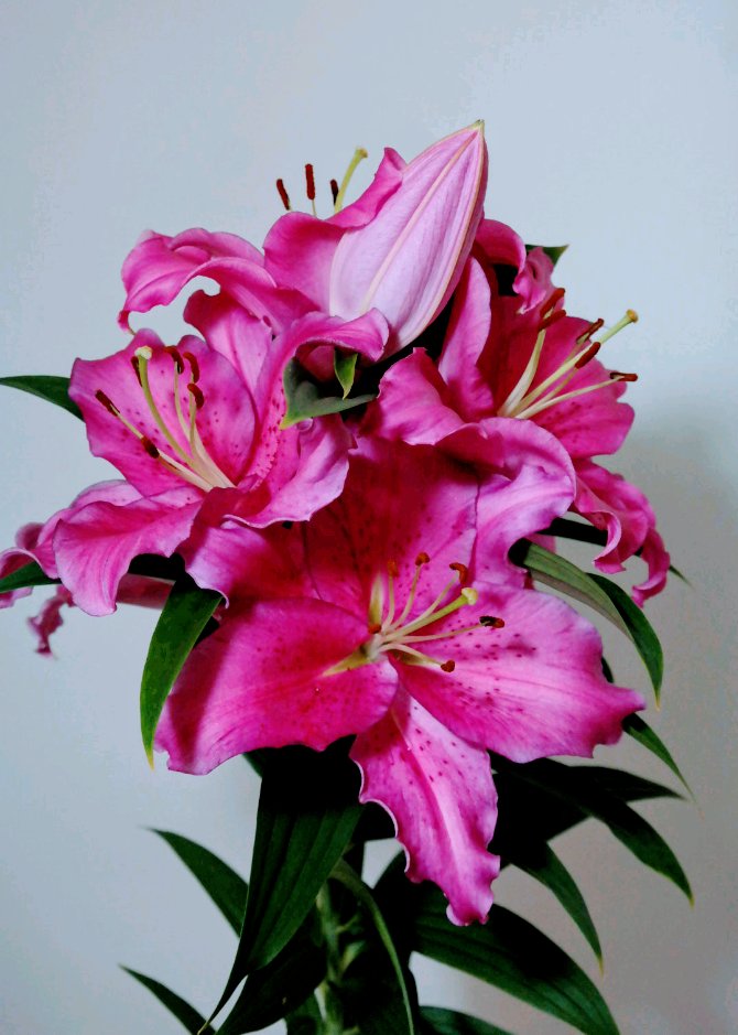 DoubleCheckLily's tweet image. Bijzondere INNOVATIE: HOMERUS! De eerste 5.000 takken zijn geveild. Vooral de KLEUR en de KNOPDICHTHEID vallen op. Voorlopig nog exclusief verkrijgbaar. Heeft u haar gemist? Over 4 weken zullen er nog 10.000 voor de klok komen! @zaboplant @FloraHolland @lilium_plants