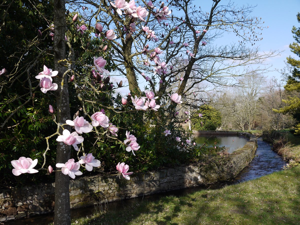 LlanoverGarden's tweet photo. Pop up Garden open for NGS Sunday 22nd April 2-5pm
@GwentNGS @NGSOpenGardens @HerefordNGS @VisitAberG @visitwales @visitmonmouthshire #visitagarden #greatcakeatTheGlebe #magnolias #twogardensoneafternoon #springgarden https://t.co/tQhEYdXIeh