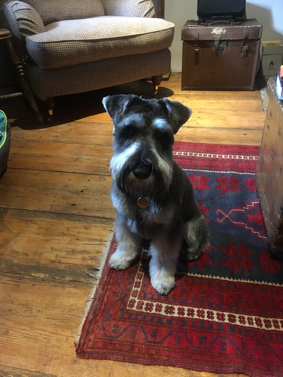 MSMaxiMoo's tweet photo. On our Mini (Schnauzer) break!
#MaxOnTheMove #walkies https://t.co/2ECyD9fYHV
