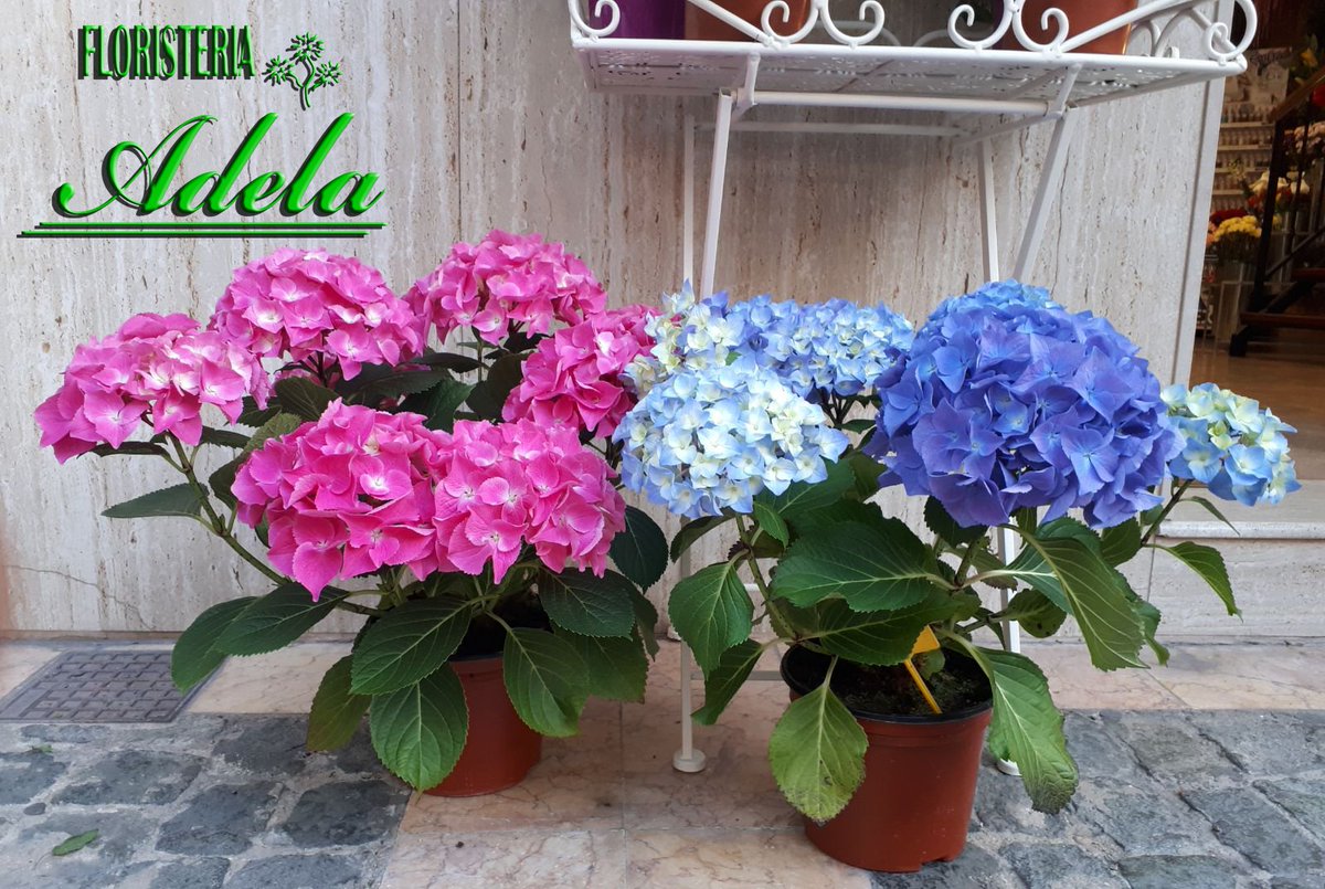 FloristeriAdela's tweet photo. HORTENSIA: Son los arbustos de exterior más floríferos y agradecidos de la cornisa cantábrica. Requieren entornos sombríos y frescos y la tierra ha de ser ácida y estar continuamente húmeda. #DiaDeLaMadre 

https://t.co/JxLNTfS8GZ https://t.co/aF0zYgPTUg