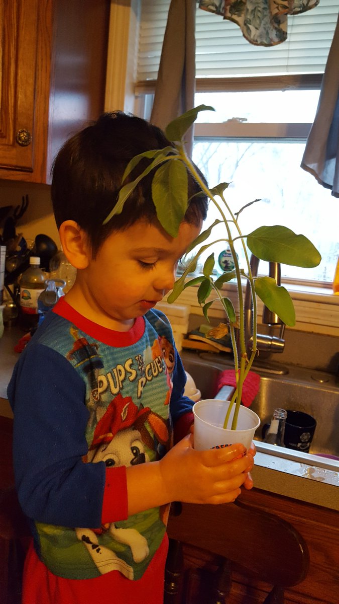 Silvercheese's tweet photo. Our indoor plant is getting big, he loves watering it. Soon we'll have to replant it outside. #LEEarthmonthhunt https://t.co/7aLUsKew2M