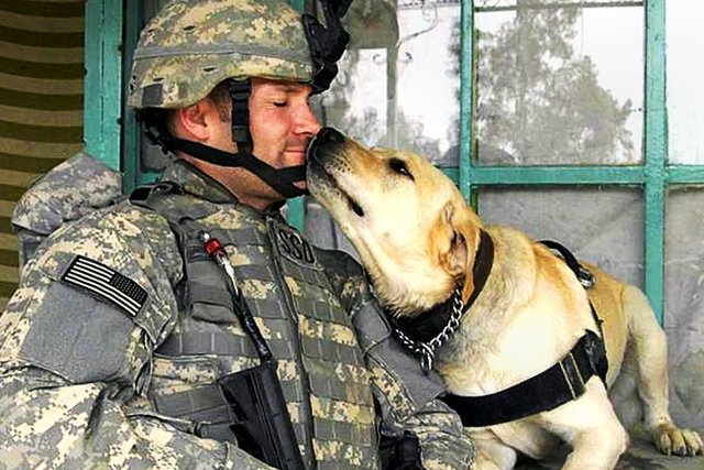 AnimalsForArmedForce tweet media