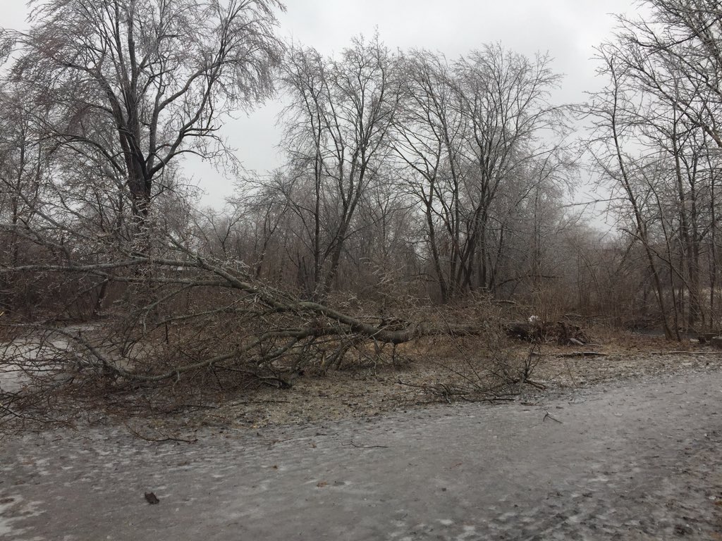 DendronForestry's tweet photo. Check out diff between pruned (L) and non-pruned (R) during #icestorm2018 in #Ottawa. Investment in #preventativemaintenance by municipalities makes trees more resilient in storms. Keeps streets safer and saves tax $$ too. https://t.co/zekGpQhoTt