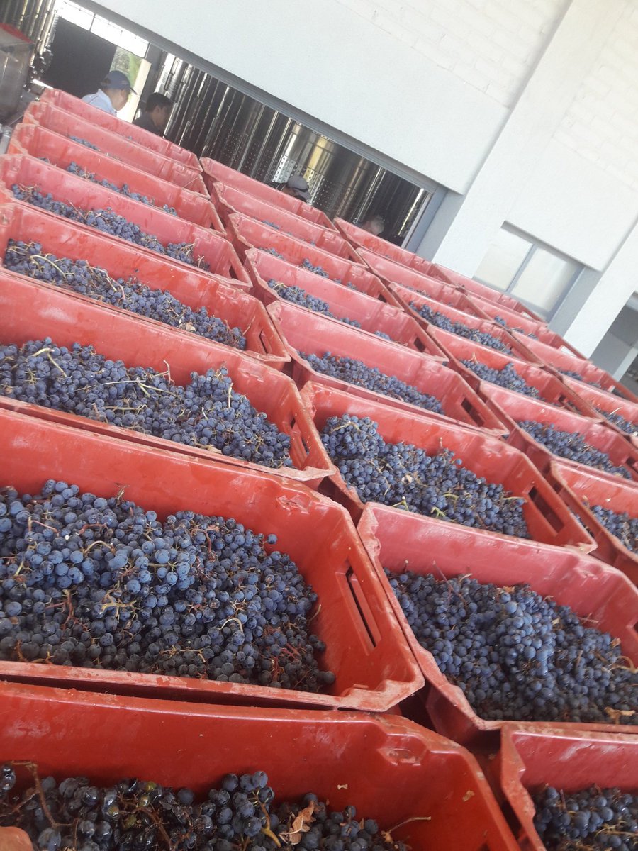 Federico M. Muñoz tweet media