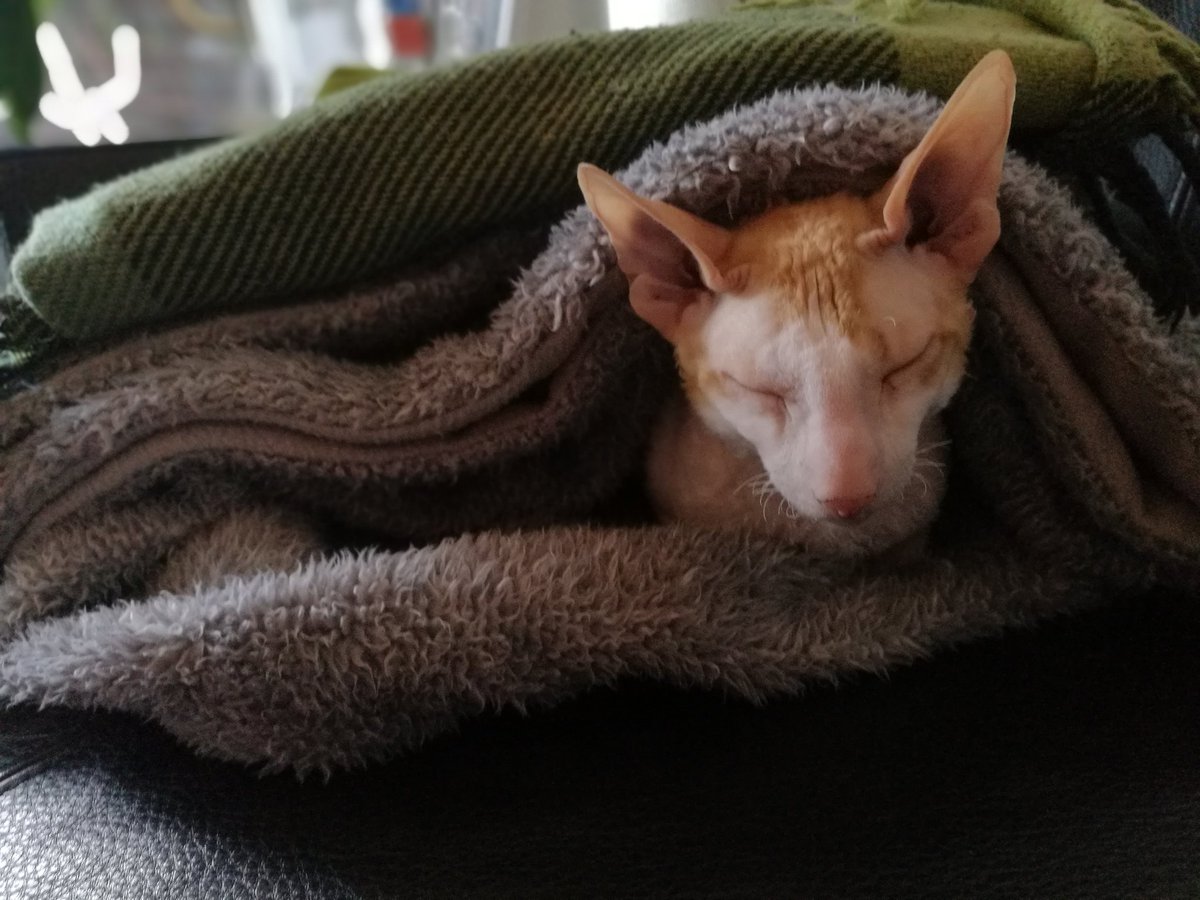 sonni_tati's tweet photo. @kittylitterbowl Today no sunshine. No sunbathing. At least I sound some comfort underneath two blankets. https://t.co/Ddr33tmY71
